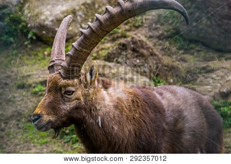 Closeup Of The Face Of A Male Alpine Ibex With A Broken Horn, Animal From The European Alps