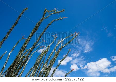 Leafing And Blooming Ocotillio Plants  Stems And Canes Against A Bright Blue Sky In Anza Borrego Des