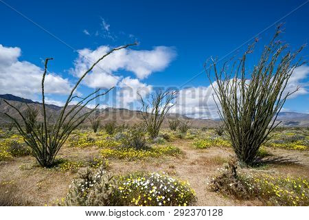 Leafing And Blooming Ocotillio Plants Among The Wildflowers In The Anza Borrego Desert State Park Du