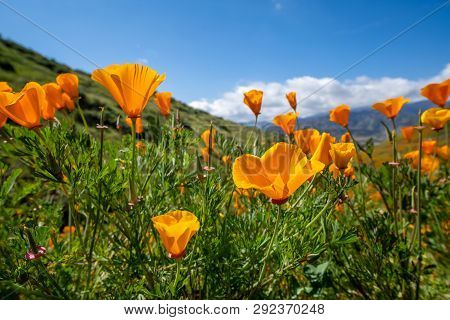 Open Orange Poppies Bloom In Walker Canyon In Lake Elsinore California During The 2019 Superbloom