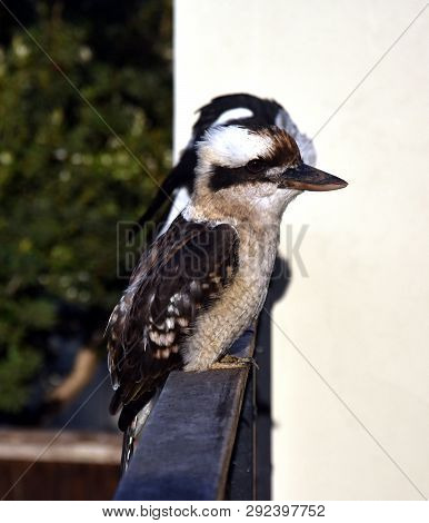 Portrait Of An Australian Laughing Kookaburra. Terrestrial Tree Kingfishers Of The Genus Dacelo Nati