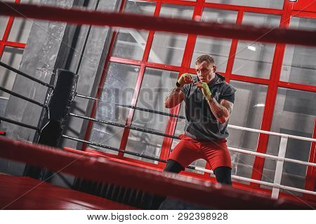 Training To Be The Best. Muscular Tattooed Boxer In Sports Clothing Punching On Red Boxing Ring Whil