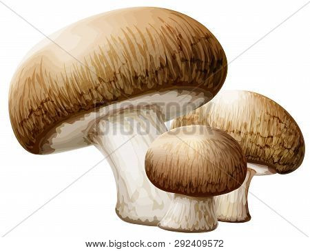 Cremini Mushrooms Brown Nature Food Fungus Illustration