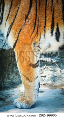 Tiger Leg / Close Up Of Front Leg Bengal Tiger Skin Pattern