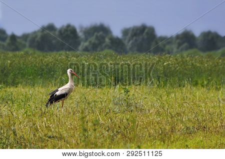 A White Stork With Black Wings Stands On A Sloping Field