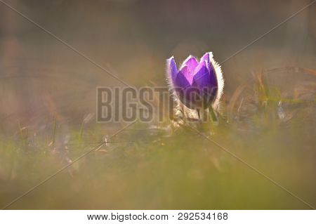 Spring flower. Nature - meadow and sunset. Seasonal concept for springtime. Beautifully blossoming p