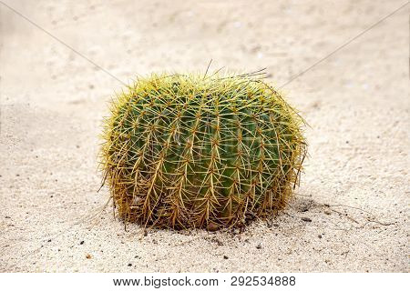 Golden Barrel Cactus Growing In White Sand Close-up