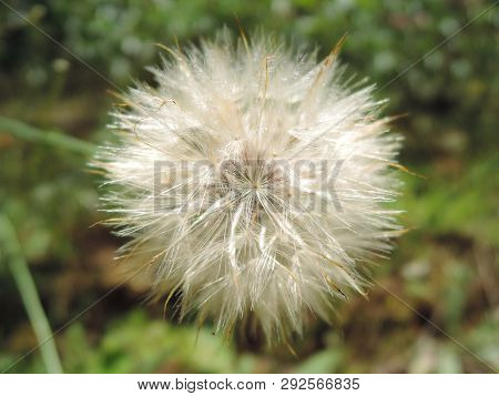 Macro Fluffy Blowball Flower. Goats-beard Like Big White Dandelion Seed Head. Summer Herb. Tragopogo