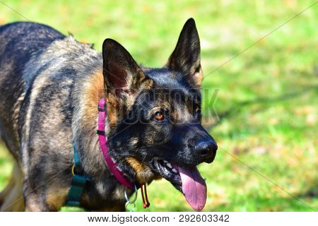 German Shepard Dog While Playing In The Garden.