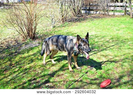 German Shepard Dog While Playing In The Garden.