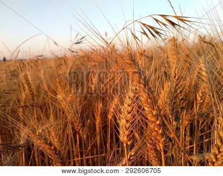 Amazing Sunrise At A Wheat Field In The Summer