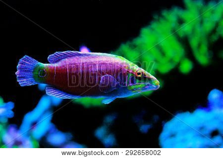Mystery Wrasse Marine Fish - (pseudocheilinus Ocellatus)