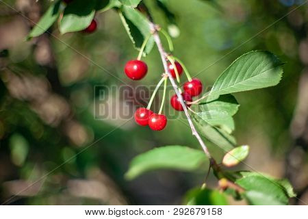 Ripe Cherry Fruit Brightly Red Color On The Branches Of Ashinskaya Prunus Subg. Cerasus. Barbados Ch