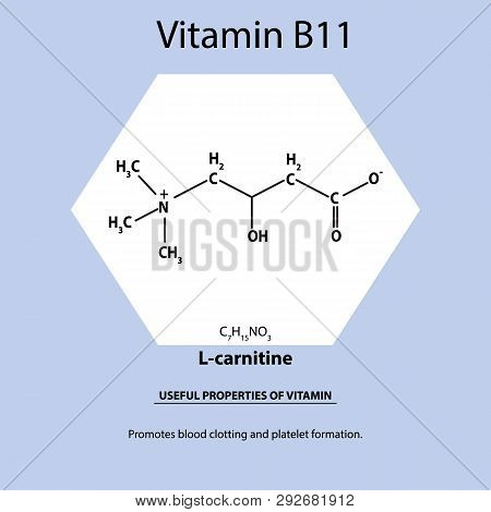 Vitamin B11. L-carnitine Molecular Chemical Formula. Useful Properties Of Vitamin. Infographics. Vec