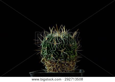 Closeup Of Green Cactus Echinofossulocactus Grandicornis With Wavy Ribs Covered With Sharp Needles A
