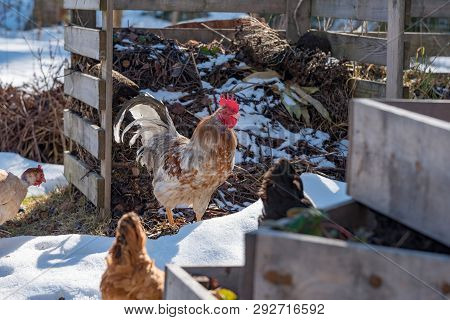 Chickens Out Walking In A Garden With Gras And Snow