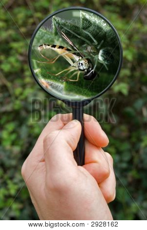 Spider Catching Hover Fly In Its Web