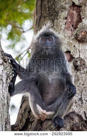 Silvered Leaf Monkey Trachypithecus Cristatus Or Silvery Lutung Silver Leaf Monkey Siiting On The Tr