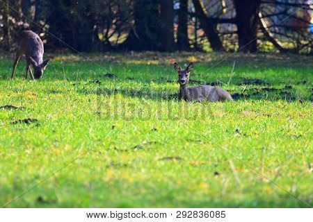 Deer Standing On A Meadow In Germany.