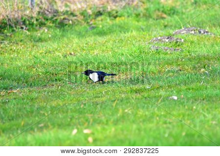 Magpie On A Meadow Searching For Food.