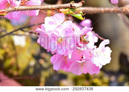 Photo Of Pink Flowers In A German Garden.