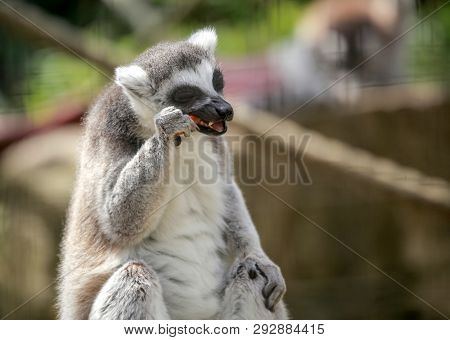 Black And White Madagascar Lemur Sitting On A Tree Log In His Cage In A Zoo And Eating Carrot