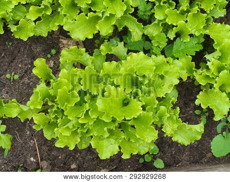 Lettuce Grows In The Open Ground In The Garden. Green Lettuce Leaves On Garden Beds In The Vegetable