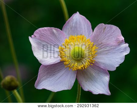 Japanese Anemone, Anemone Hupehensis, Flower At Flowerbed Close-up, Selective Focus, Shallow Dof