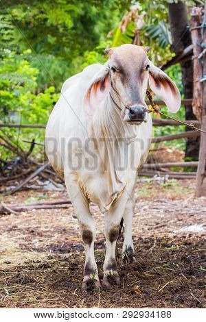 Thai Cows In Farm At Local Village