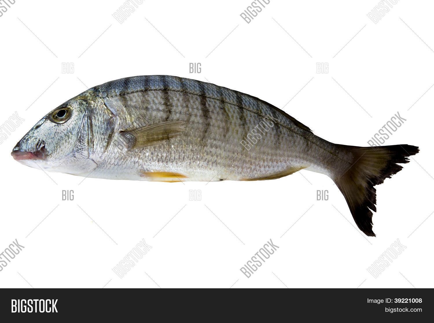 Murmur Fish Lithognathus Murmurous Image & Photo (Free Trial) | Bigstock