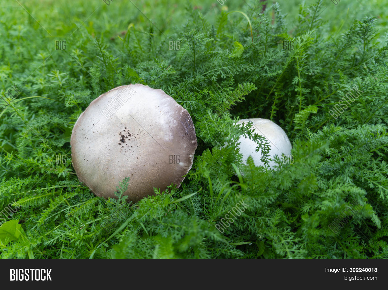 White Mushrooms Grow Image & Photo (Free Trial) | Bigstock