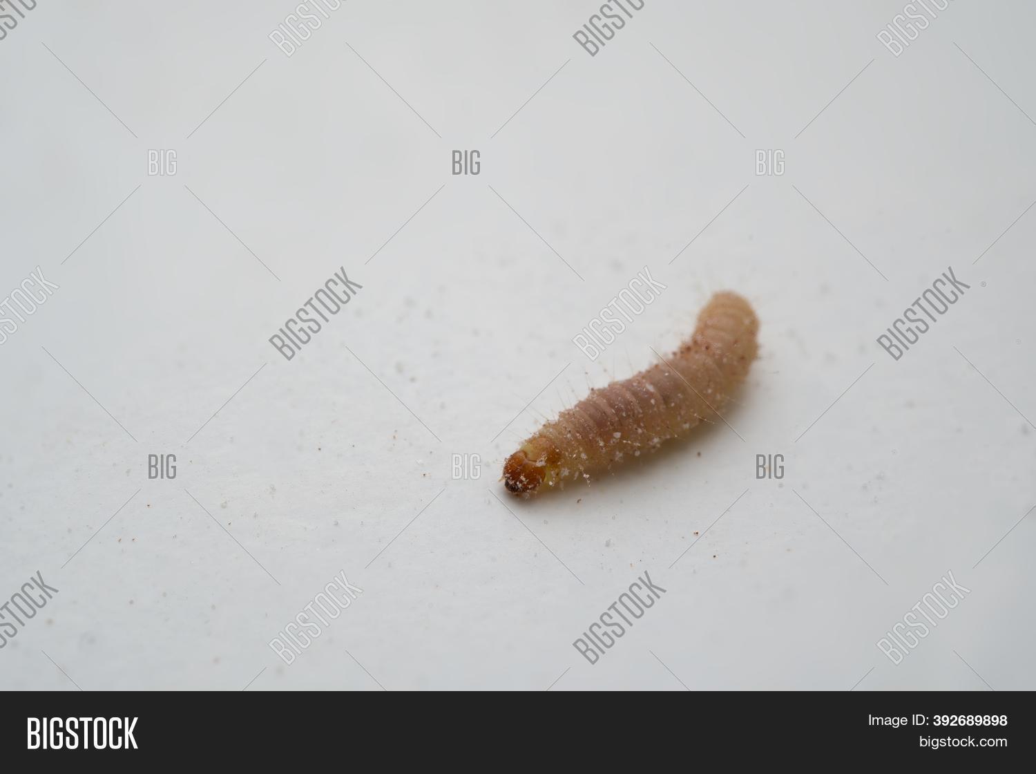 Caterpillar Indian Image & Photo (Free Trial) Bigstock