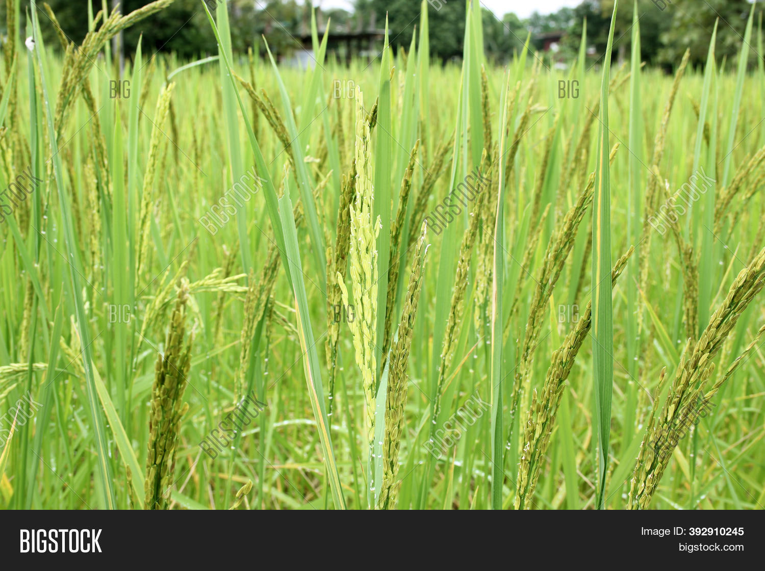 Close Ear Rice Swaying Image & Photo (Free Trial) | Bigstock