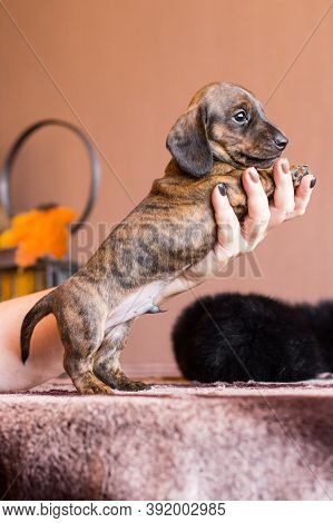 Adorable Little Tan Black Brindle Dachshund Puppy Supported By A Female Hand Standing Upright On A T