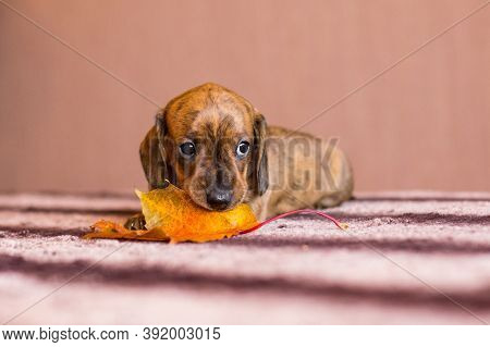 Small Red Brindle Dachshund Puppy Chewing On A Orange Autumn Maple Leaf On A Table Indoors
