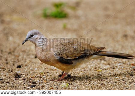 Spotted Dove (spilopelia Chinensis) Sitting On The Ground In Fiji