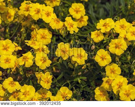 Pretty Yellow Flowers Of A Helianthemum Rock Rose Plant In A Garden, Variety Ben Fhada