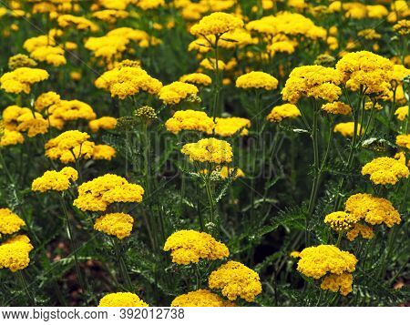 Bright Yellow Yarrow, Achillea Filipendulina Cloth Of Gold, Flowering In A Garden
