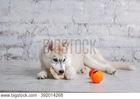 Smiling Happy Pet Dog Light Colored Husky Puppy Gnawing With Pleasure Bone Of Food. Dogs Delicacy. D