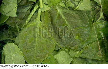 Spinach Vegetables Vegetarian Food (scientific Name Spinacia Oleracea)