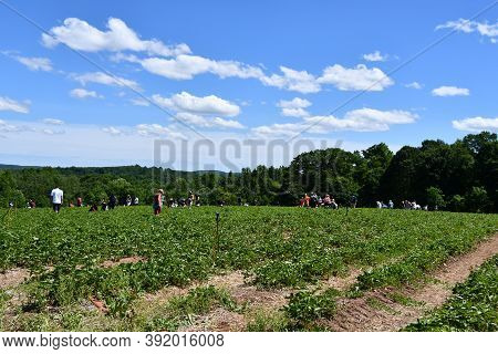 Wallingford, Ct - Jun 13: Gouveia Vineyards In Wallingford, Connecticut, As Seen On Jun 13, 2020.