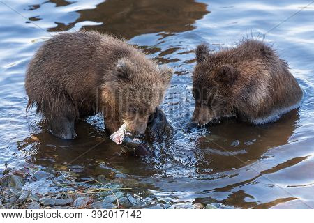 Two Kamchatka Brown Bear Cubs Fishing Red Salmon Fish In River During Spawning, Eat It While Standin