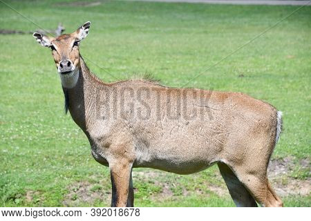 A Nilgai On A Farm In The Wild