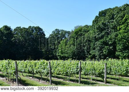 Clinton, Ct - Jul 4: Chamard Vineyard In Clinton, Connecticut, As Seen On July 4, 2020.