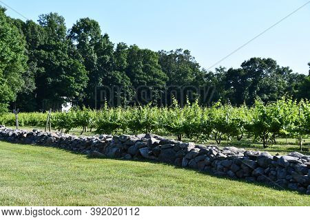 Clinton, Ct - Jul 4: Chamard Vineyard In Clinton, Connecticut, As Seen On July 4, 2020.