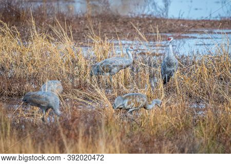 A Large Sandhill Cranes In Bisbee, Arizona