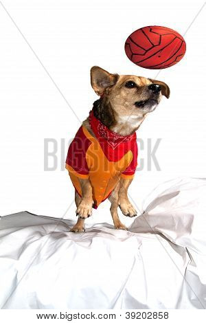 Fodbold hunden