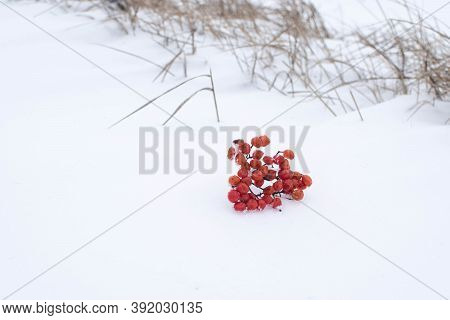 Winter Mountain Ash Genus Thick Layer Of Snow.passed Heavy Snowfall And Snow-covered Trees.