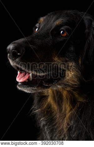 Black Hovawart Portrait On Dark Background. Hovawart Femaile Dog On Black Background. Black Dog Clos
