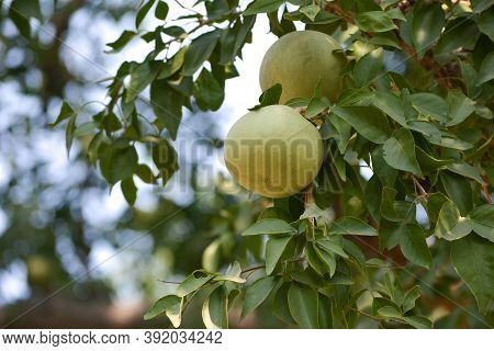 Aegle Marmelos Or Indian Bael Fruit On The Tree